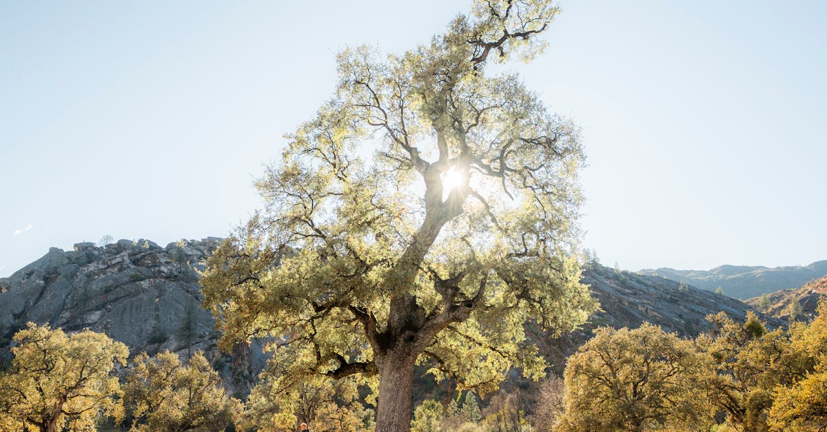 Orgazm Meraklısı Kağıthane Escort Leyna